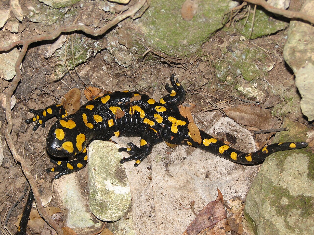 Amphibians